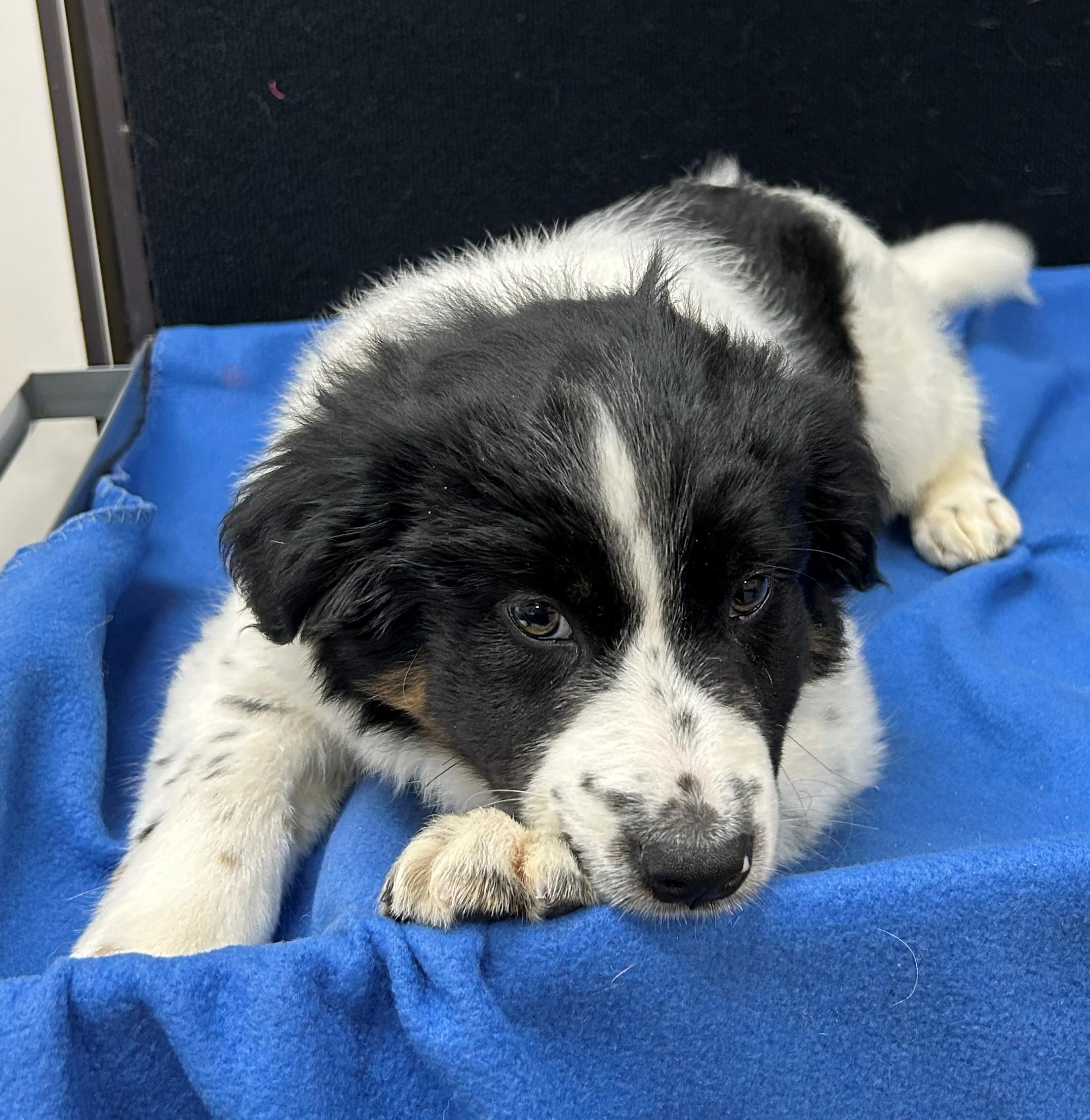 Enlarge Guernsey, a Adoptable Mixed Breed in Neillsville, WI image 4/5