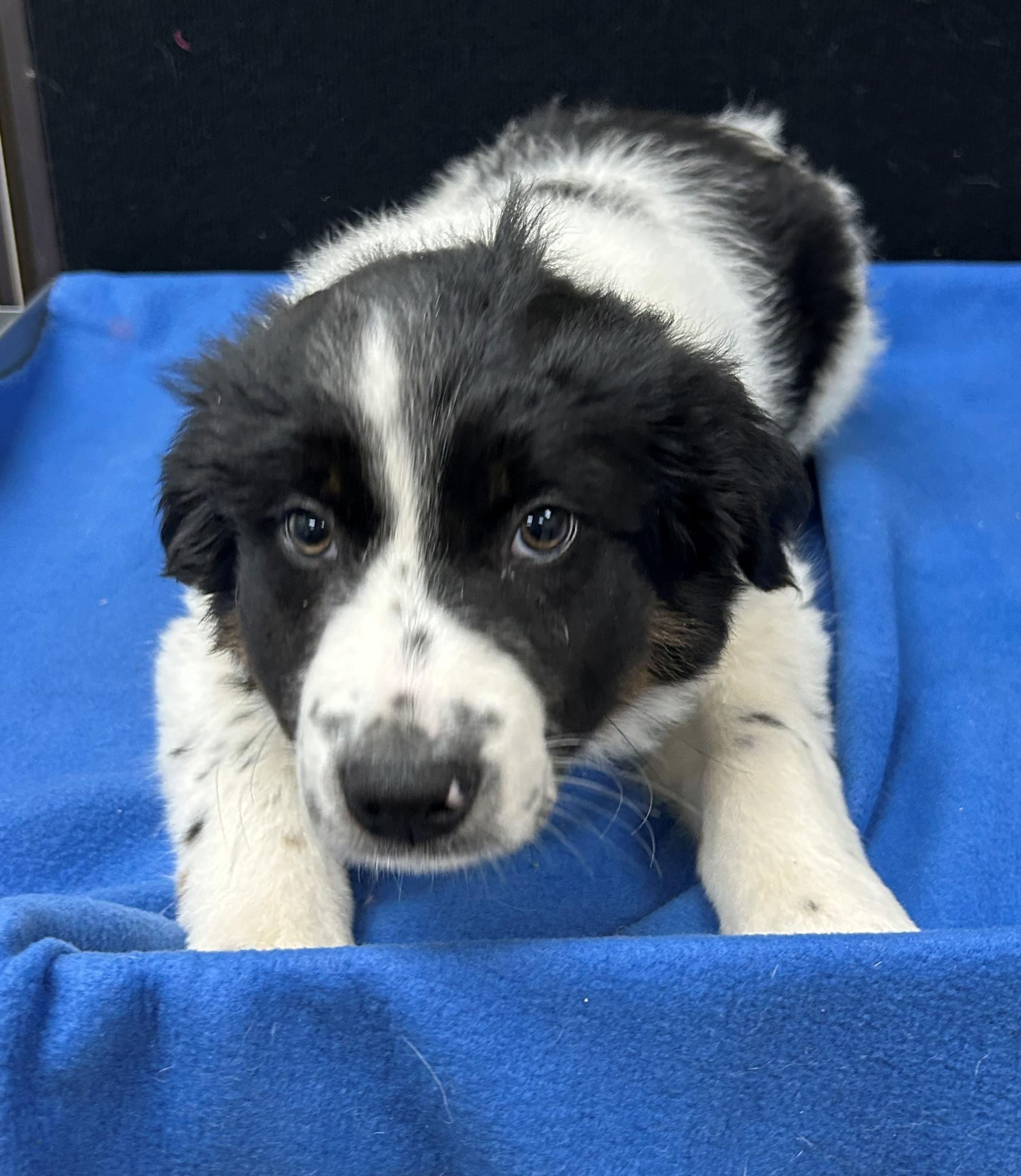 Enlarge Guernsey, a Adoptable Mixed Breed in Neillsville, WI image 2/5