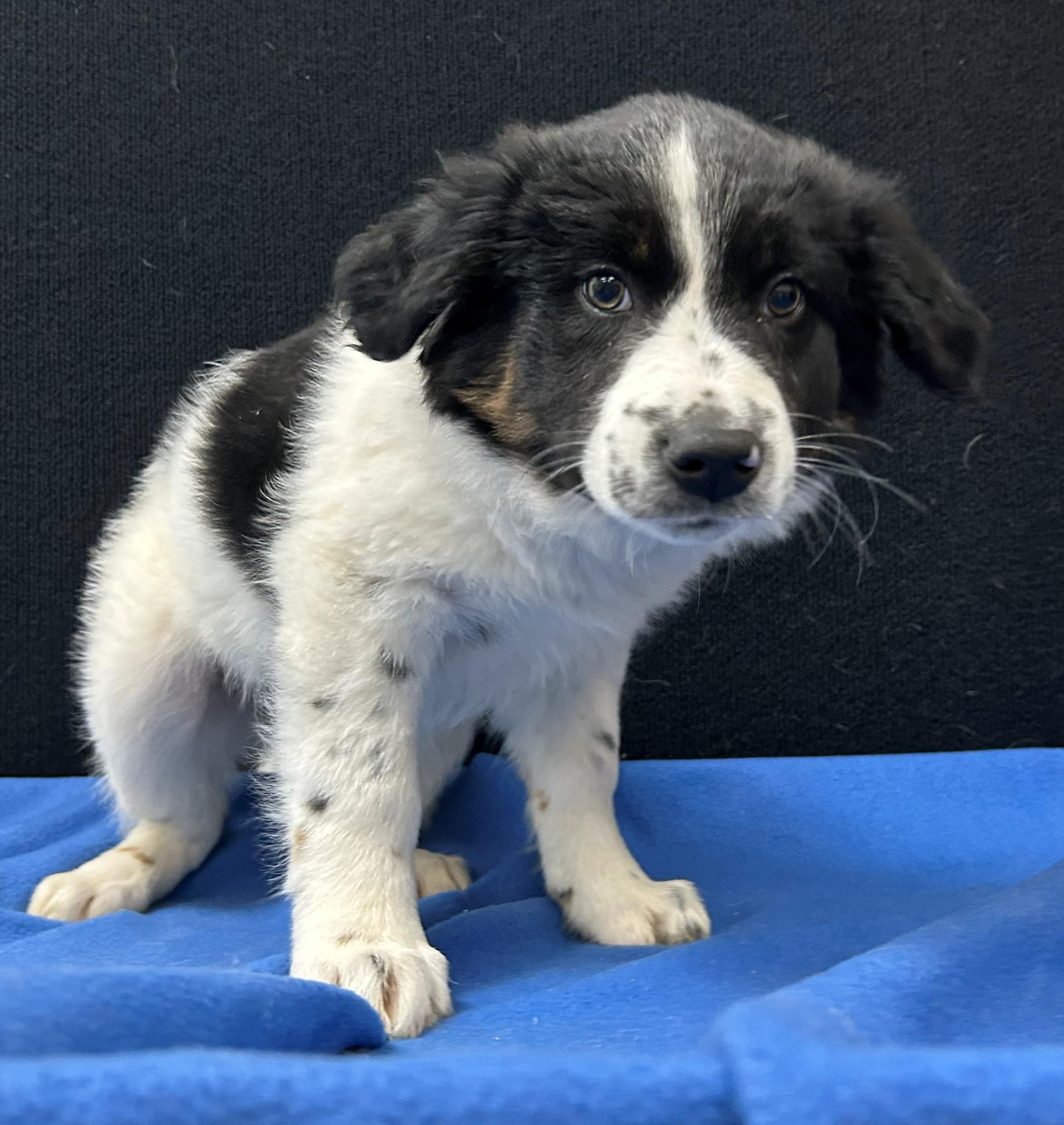 Enlarge Guernsey, a Adoptable Mixed Breed in Neillsville, WI image 5/5