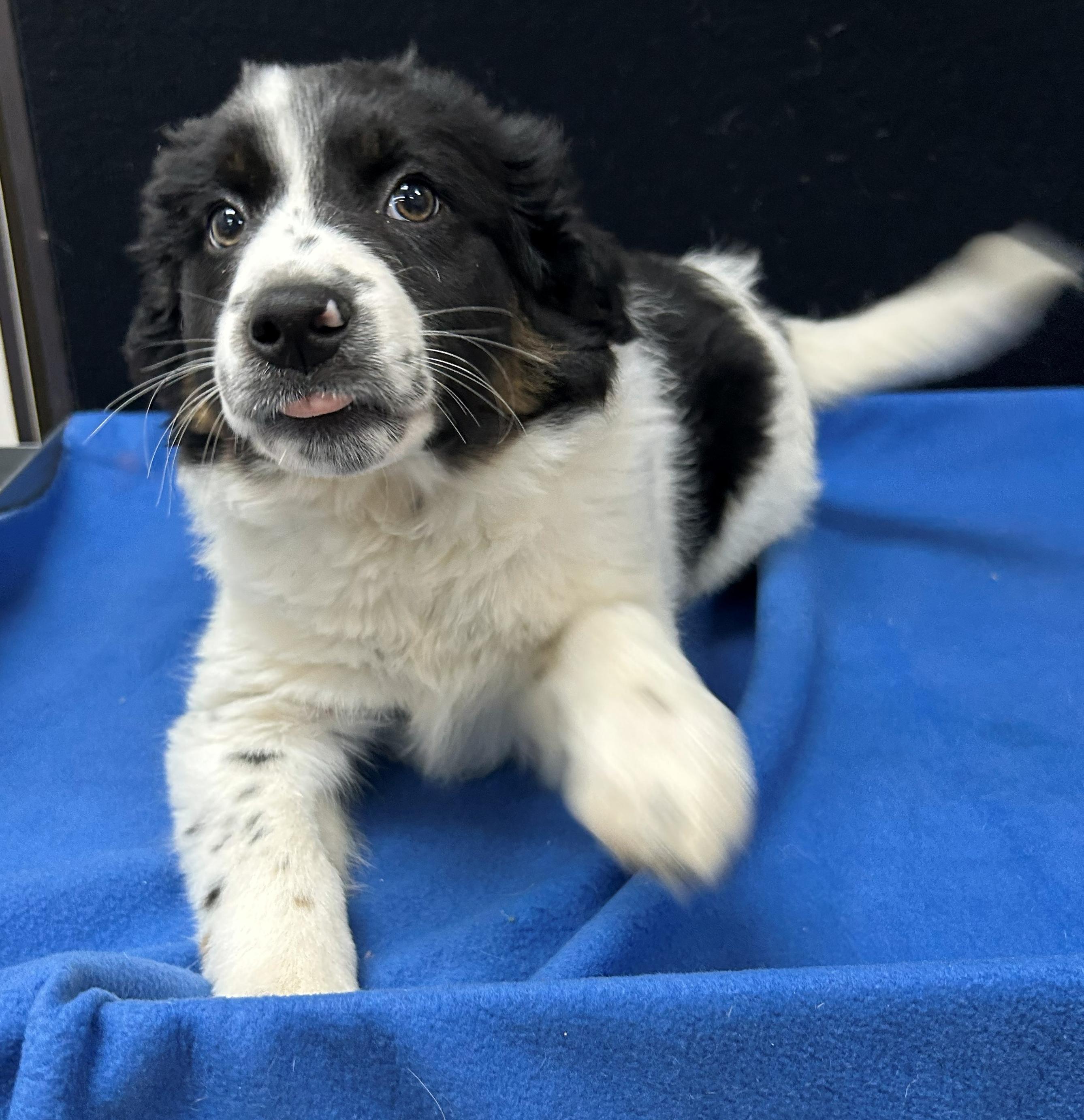 Enlarge Guernsey, a Adoptable Mixed Breed in Neillsville, WI image 3/5