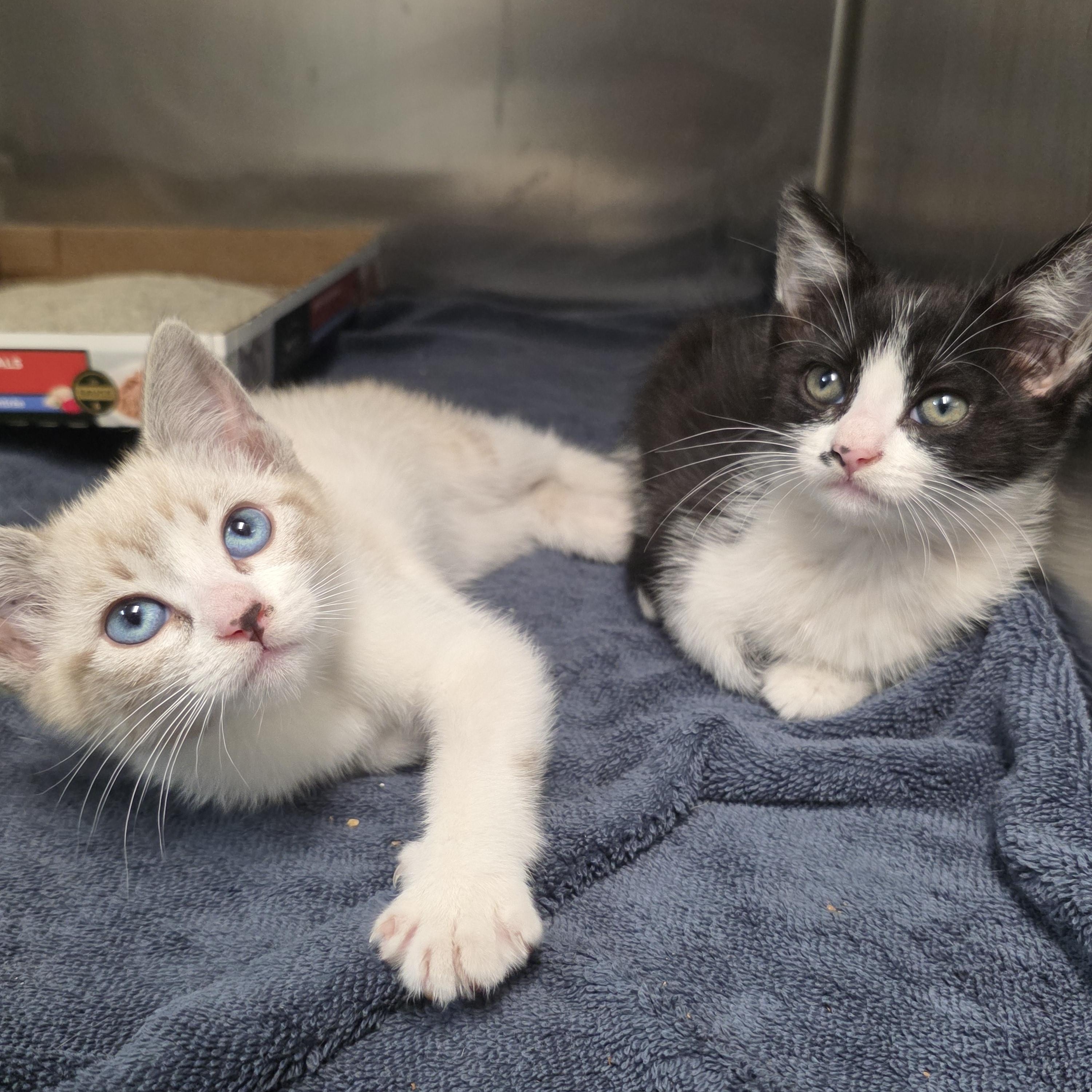 Pepper, ADOPTABLE, Kitten Female Domestic Short Hair.