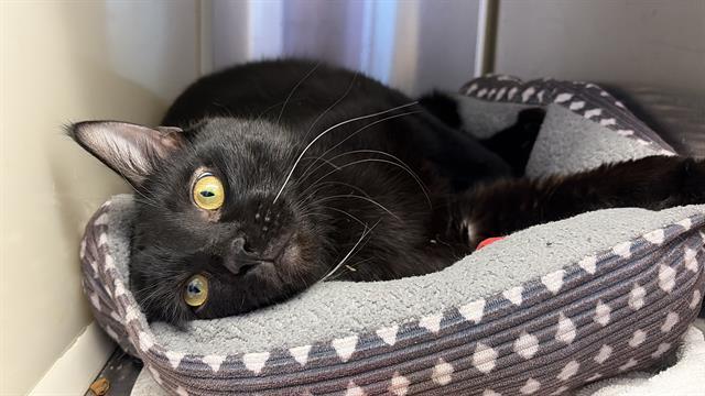 LUCKY, Adoptable, Young Male Domestic Short Hair.