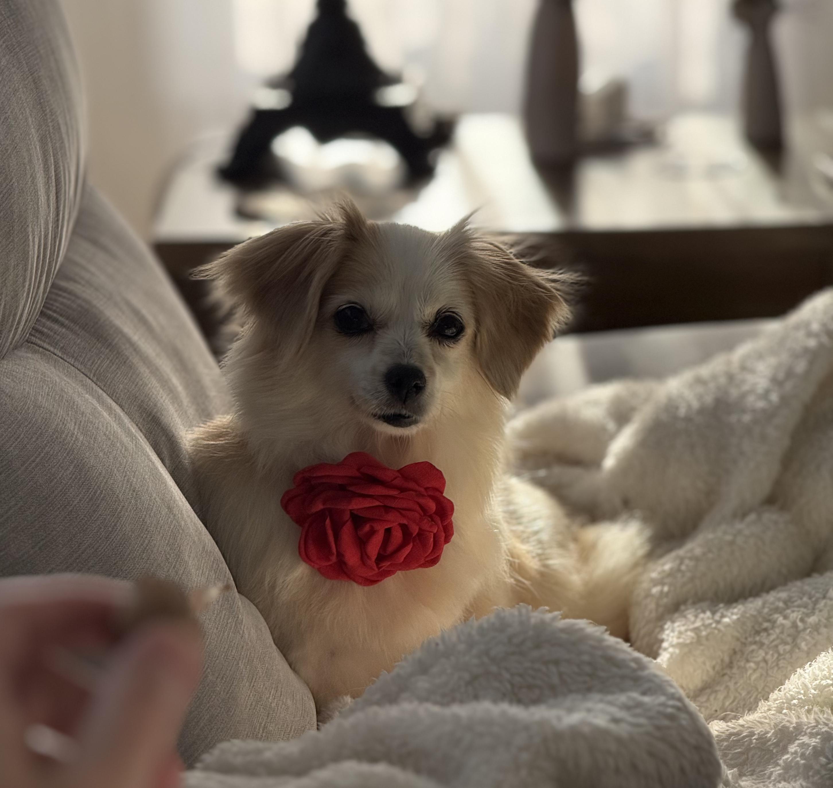 Enlarge Piper, an adoptable mixed breed in Brooklyn, NY image 2/4