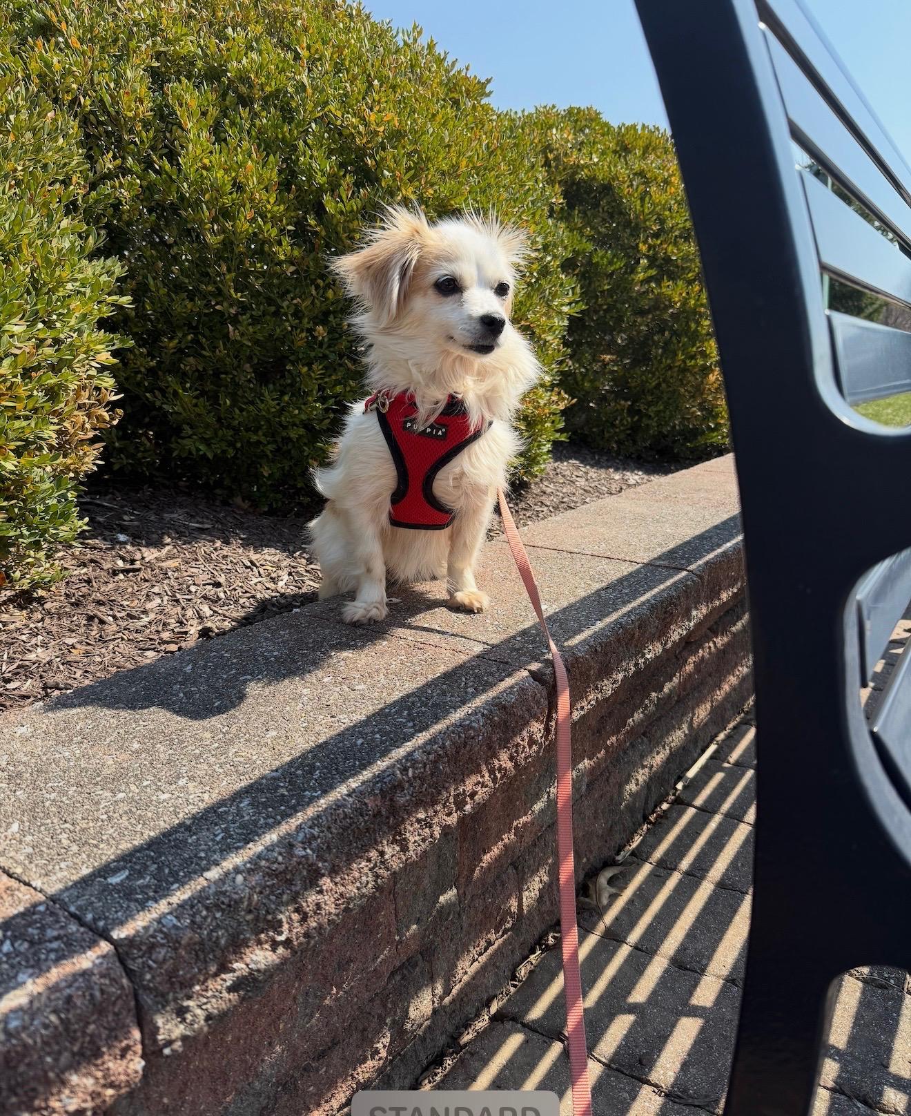 Enlarge Piper, an adoptable mixed breed in Brooklyn, NY image 4/4