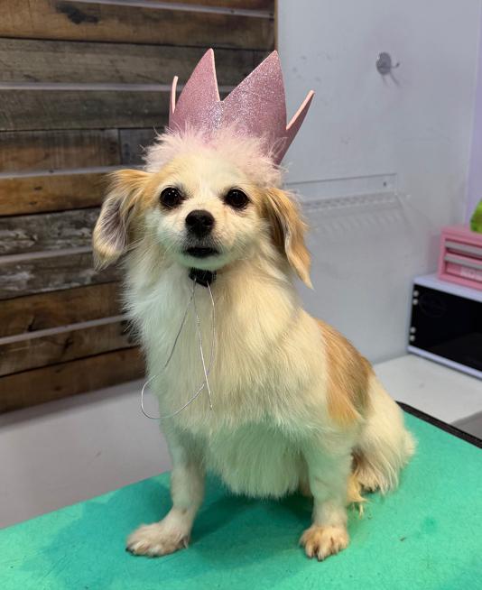 Enlarge Piper, an adoptable mixed breed in Brooklyn, NY image 1/4