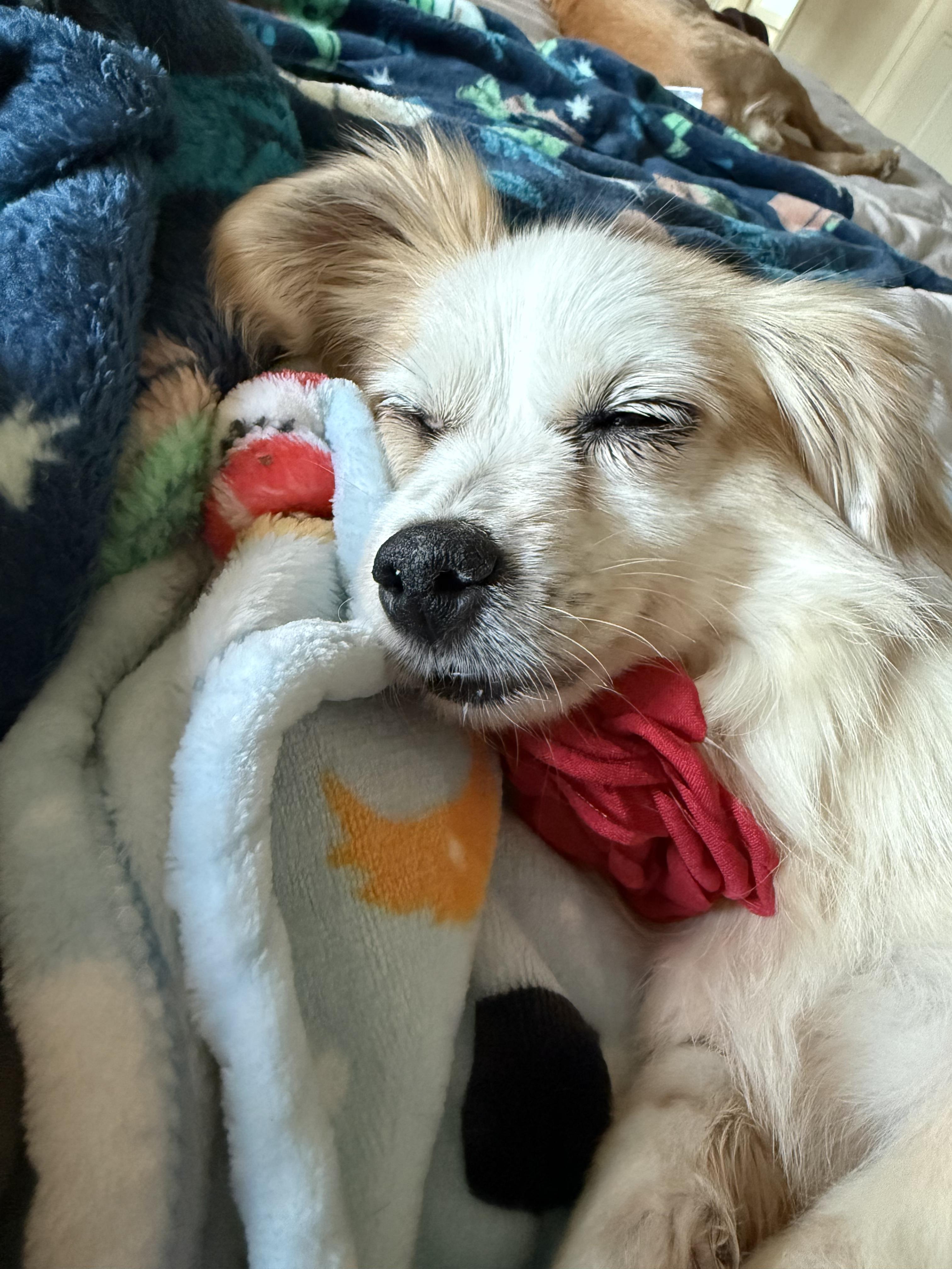 Enlarge Piper, an adoptable mixed breed in Brooklyn, NY image 3/4