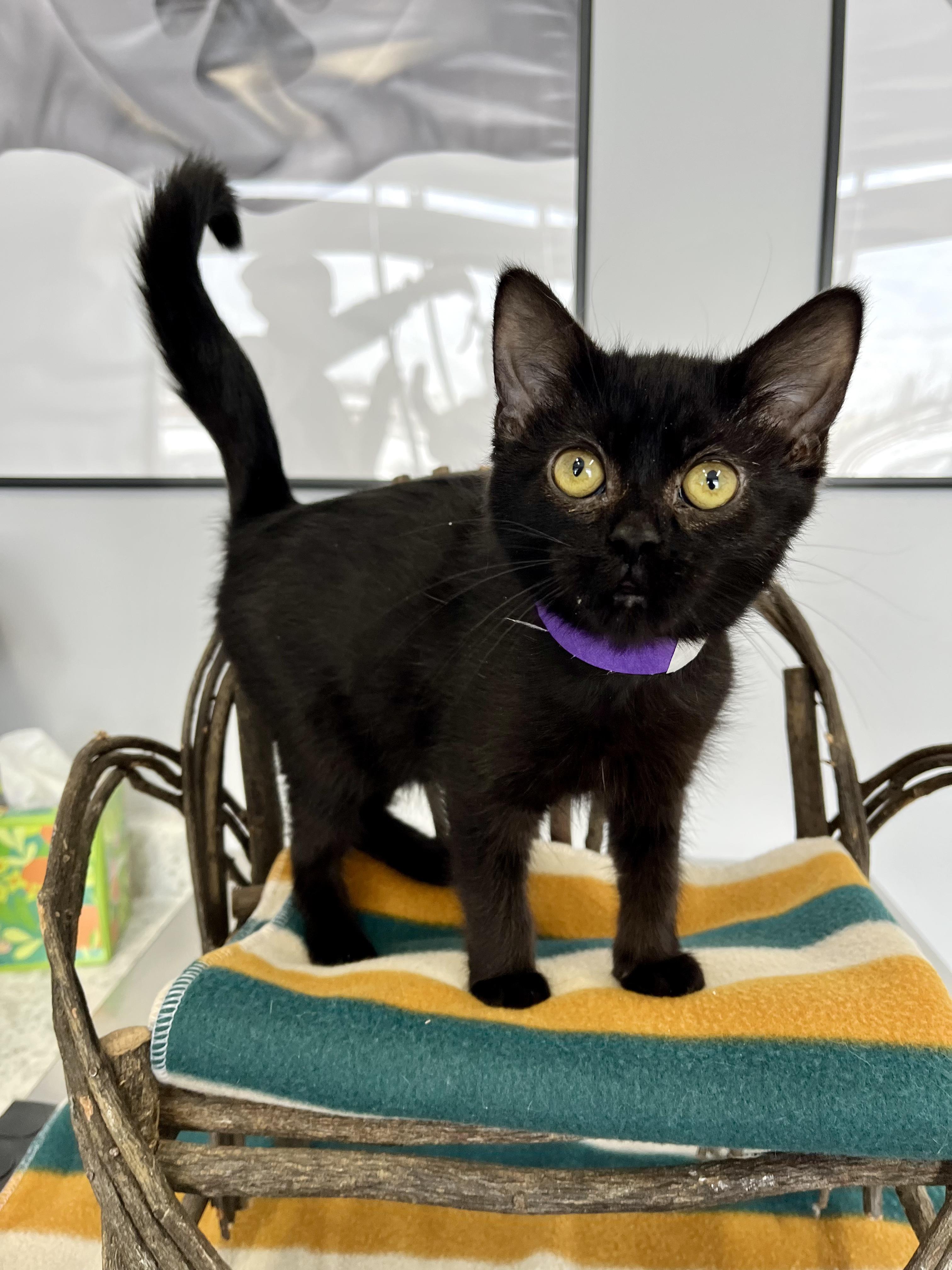Bronx, ADOPTABLE, Kitten Female Domestic Short Hair.