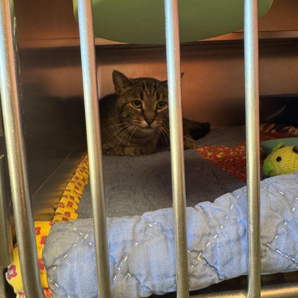 Baby, a Adoptable Domestic Short Hair in South Haven, MI image 2/2