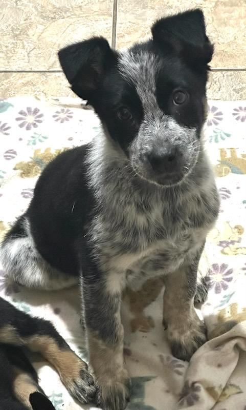 Rascal, a Adoptable mixed breed in Polson, MT image 2/5