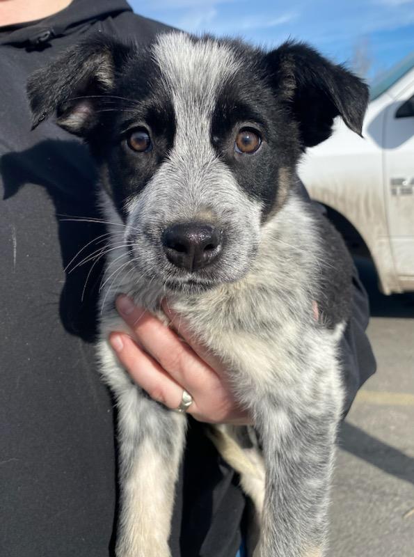 Rascal, a Adoptable mixed breed in Polson, MT image 4/5