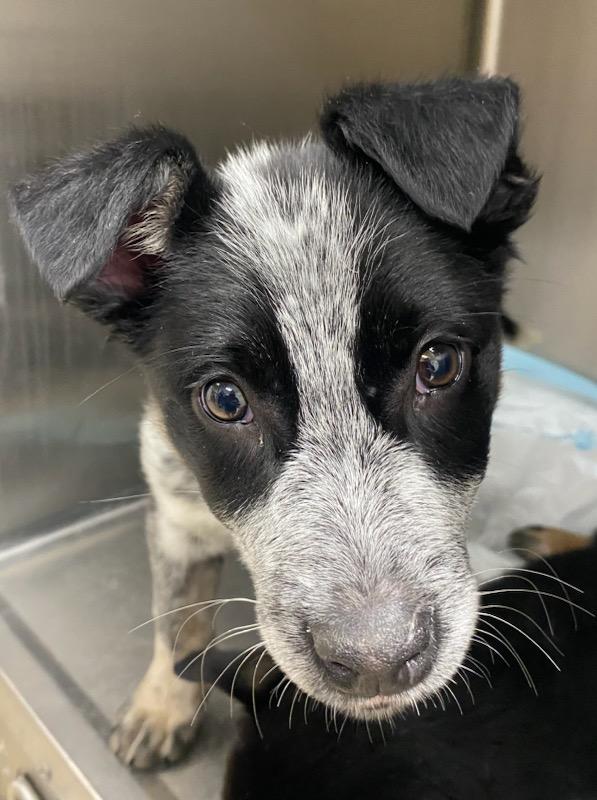 Rascal, Adoptable, Puppy Male Australian Cattle Dog / Blue Heeler & Border Collie.