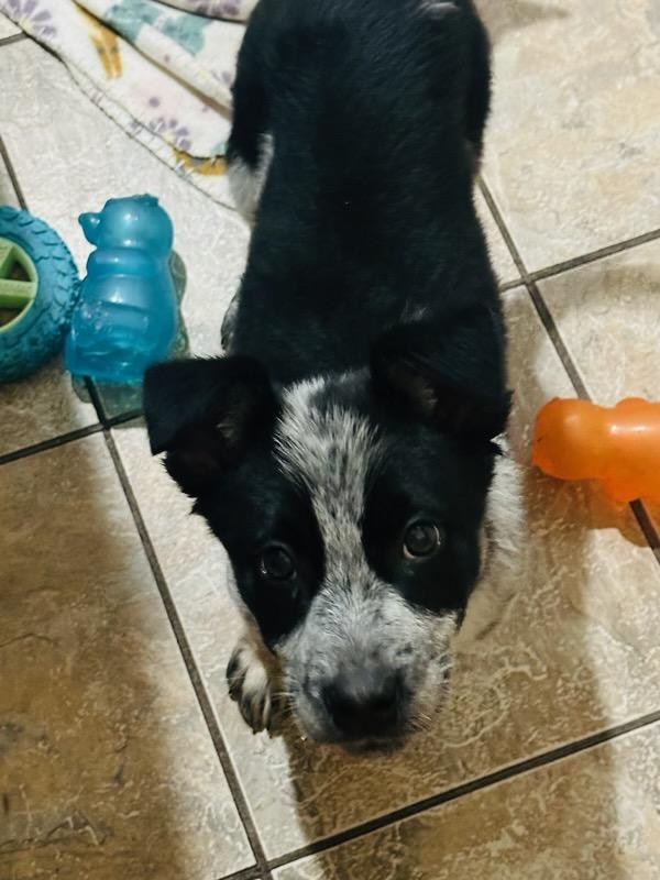 Rascal, a Adoptable mixed breed in Polson, MT image 5/5