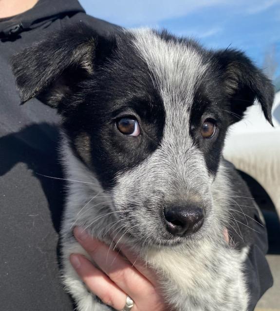 Rascal, a Adoptable mixed breed in Polson, MT image 3/5