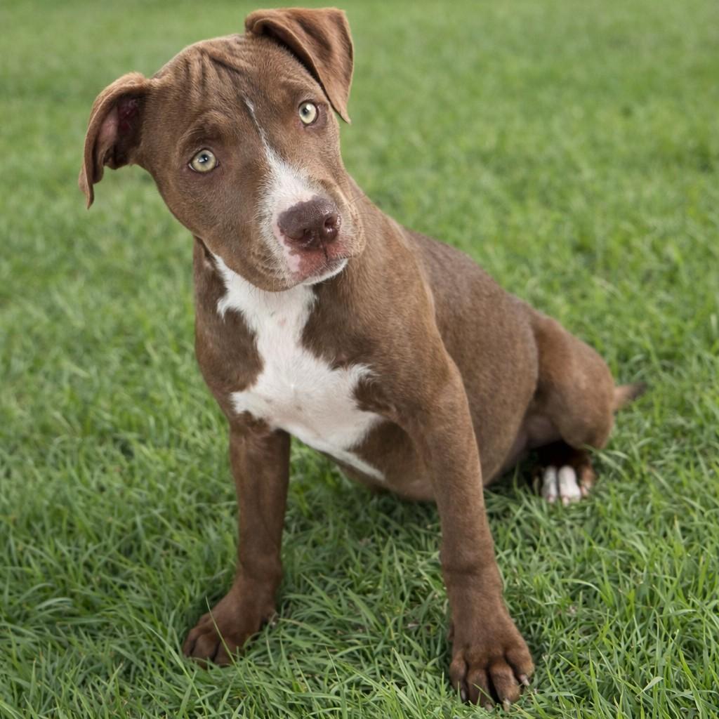 Ginger, Adoptable, Young Female Pit Bull Terrier.
