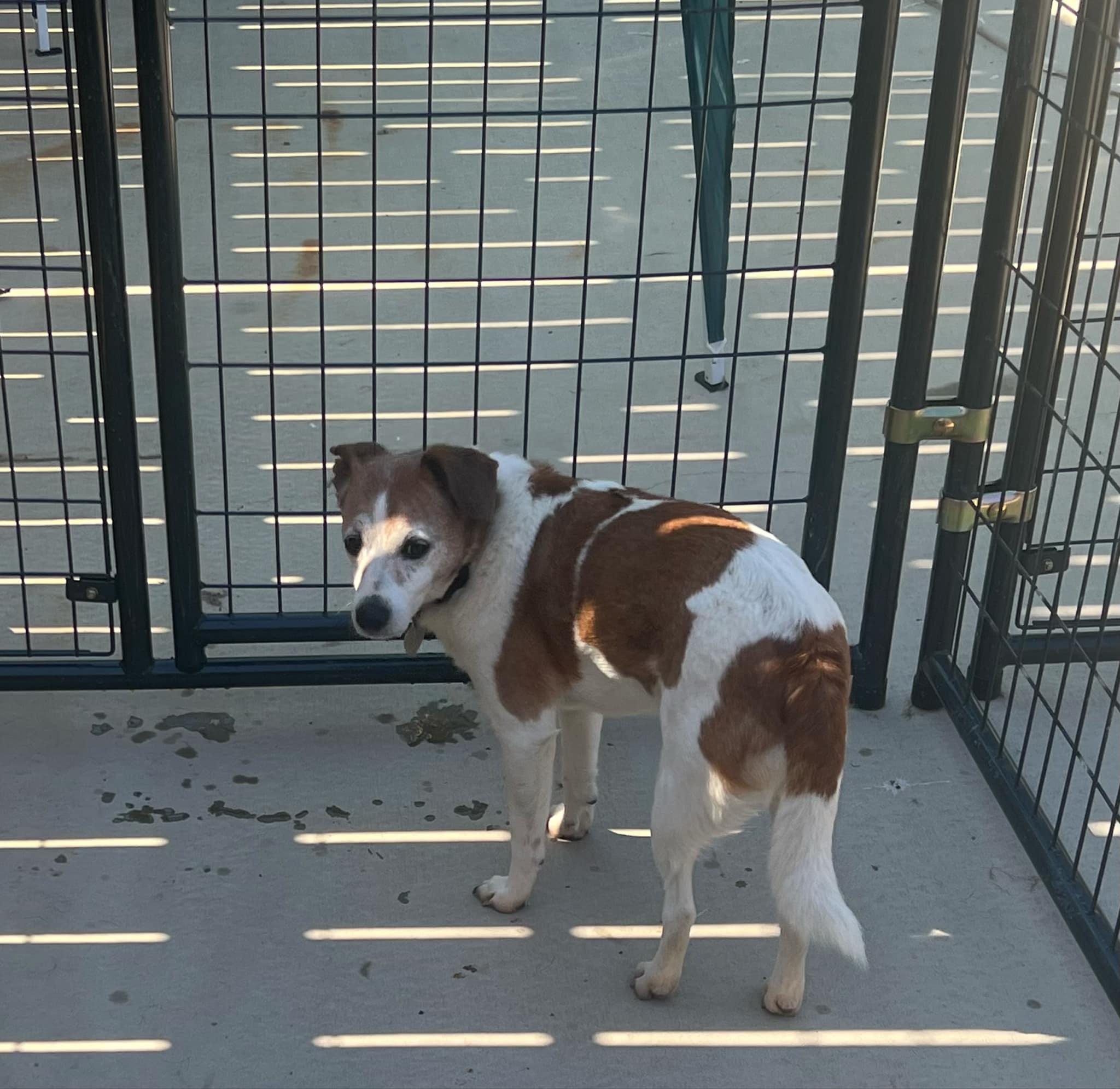Courtesy Posting for 3 dogs confiscated from a hoarding situation 2