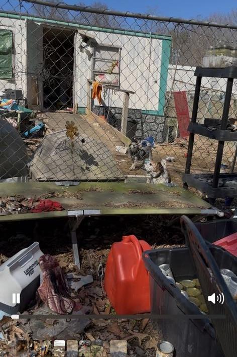 Courtesy Posting for 3 dogs confiscated from a hoarding situation 4
