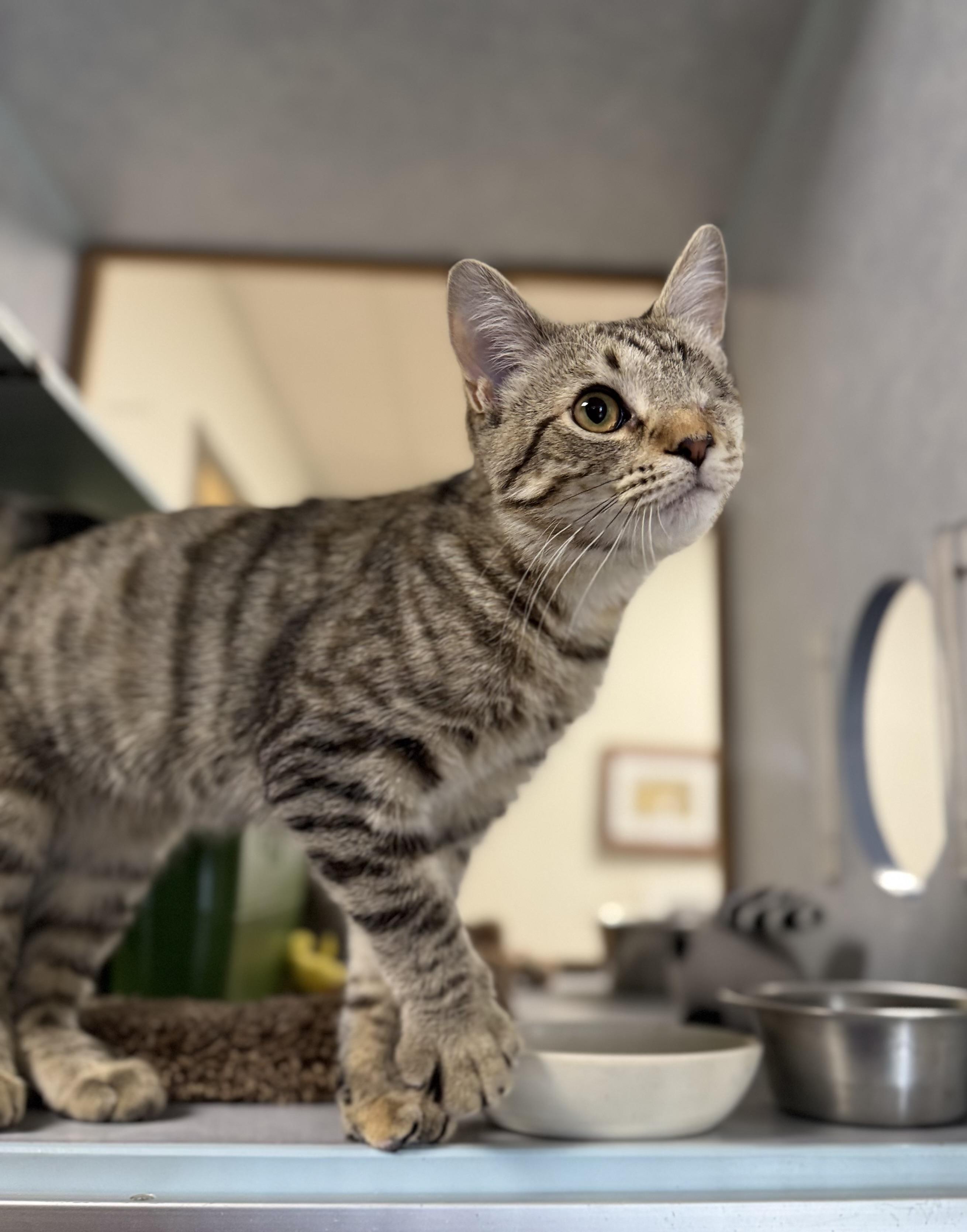 Enlarge Chloe, a Adopted Domestic Short Hair in Eagle, CO image 2/4