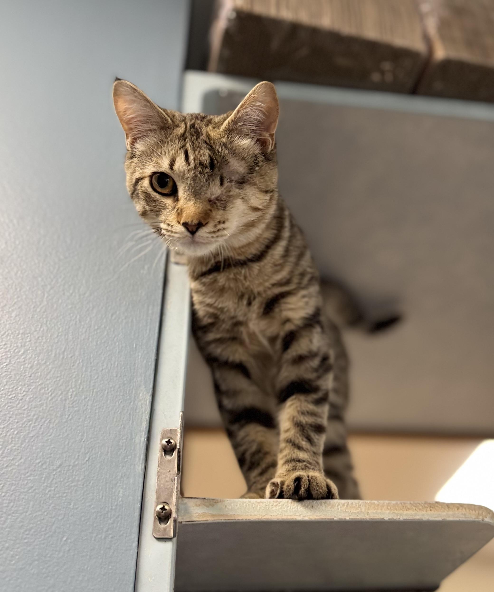 Enlarge Chloe, a Adopted Domestic Short Hair in Eagle, CO image 3/4