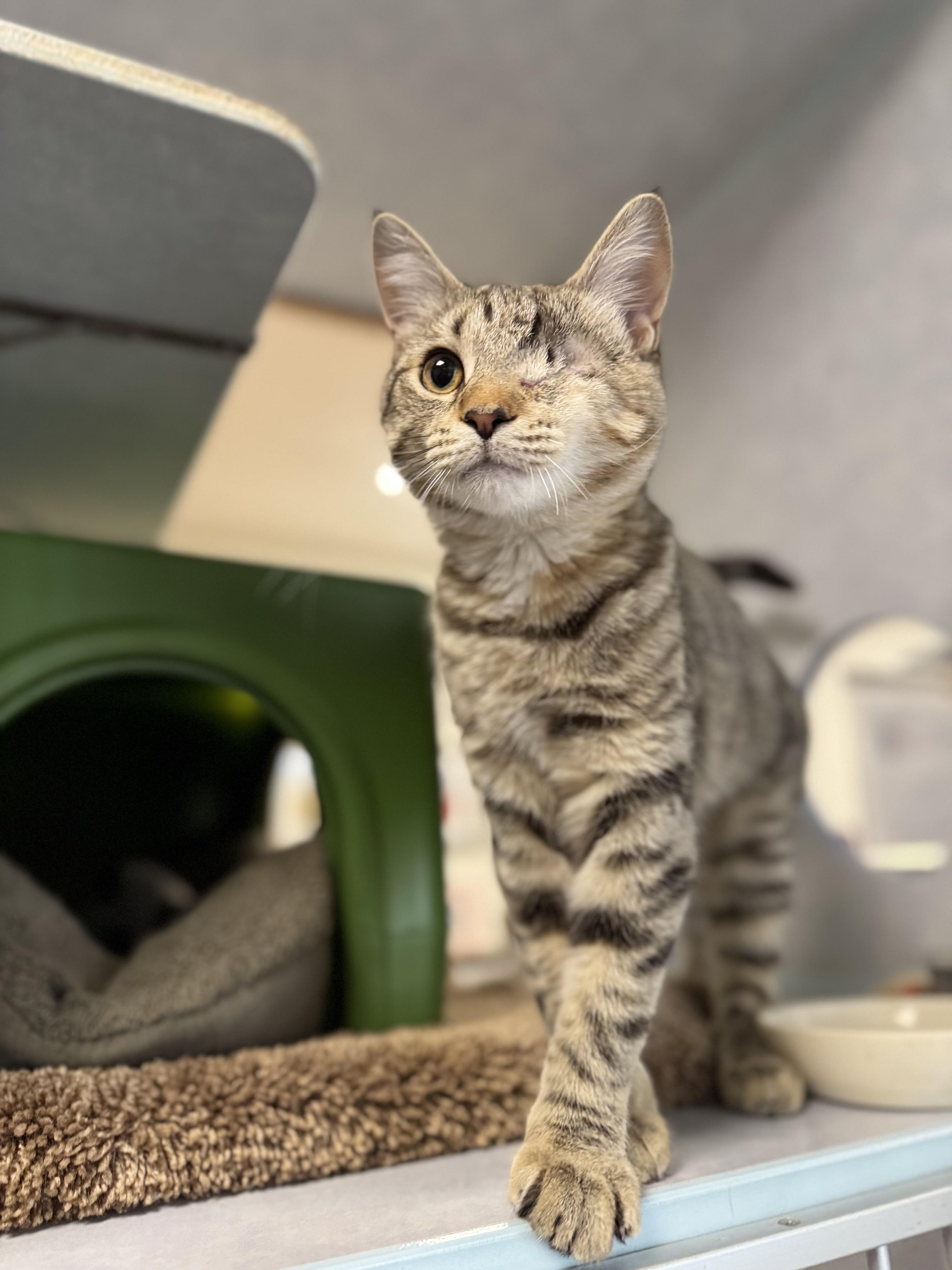 Chloe, Adopted, Young Female Domestic Short Hair.