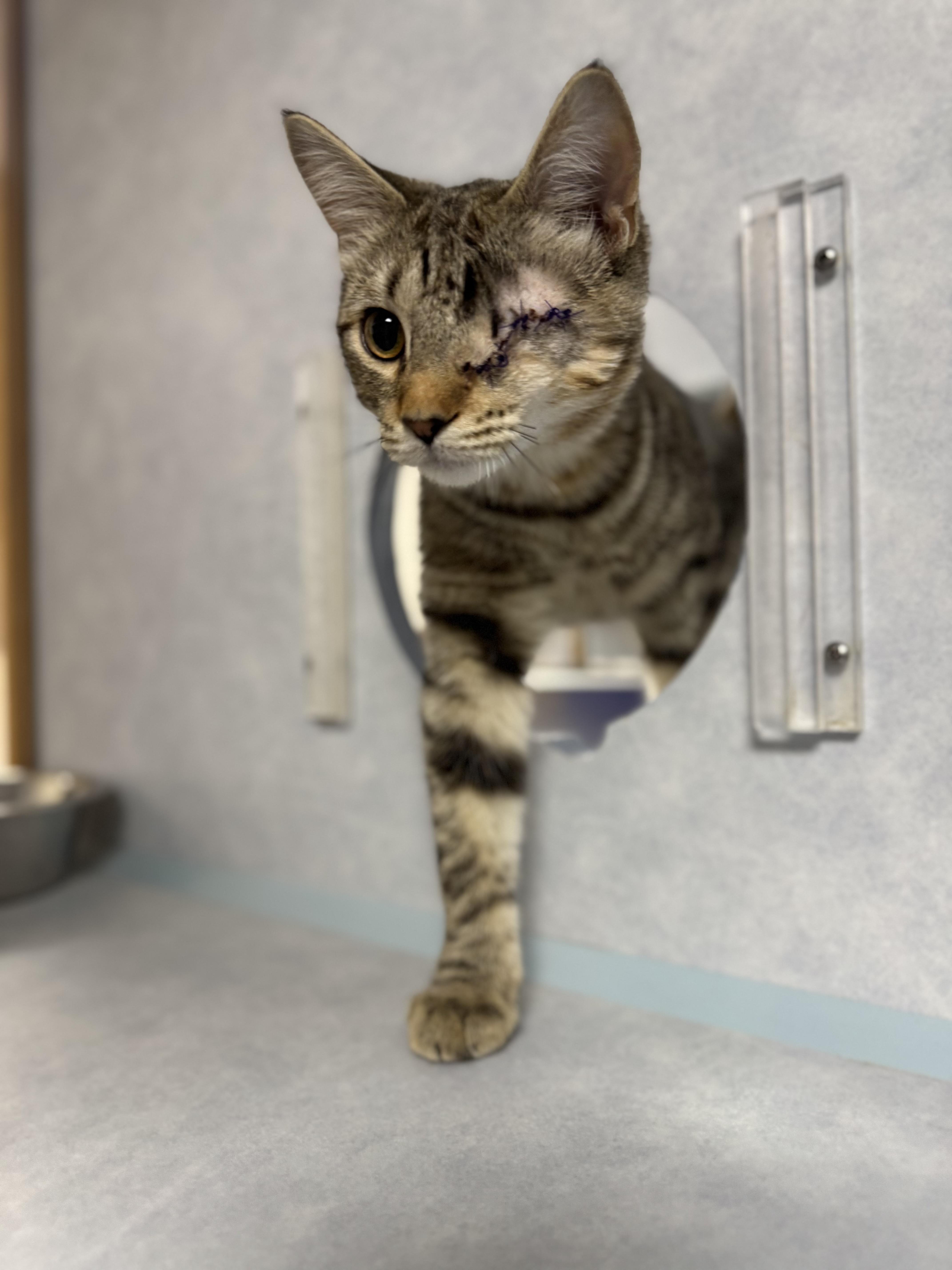 Enlarge Chloe, a Adopted Domestic Short Hair in Eagle, CO image 4/4