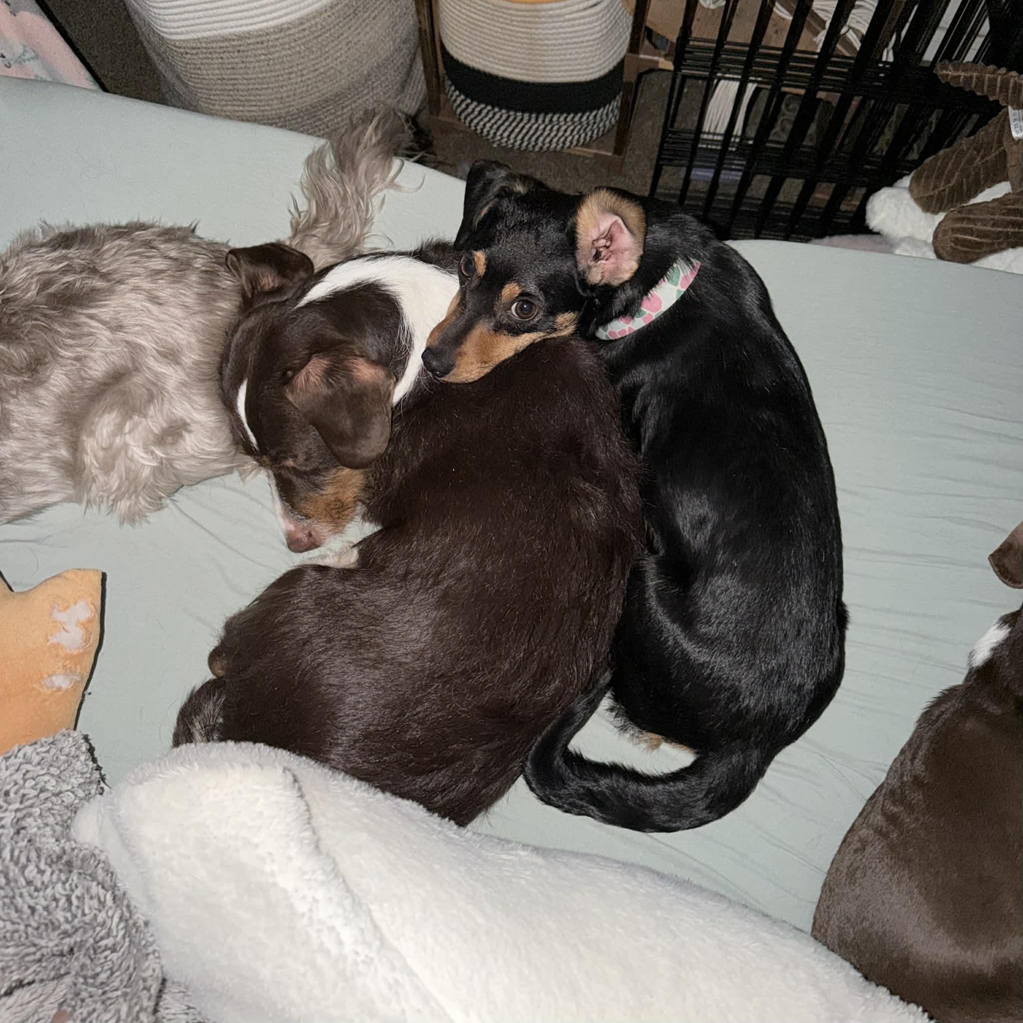 Enlarge Ruby, a ADOPTABLE mixed breed in Boulder, CO image 6/6