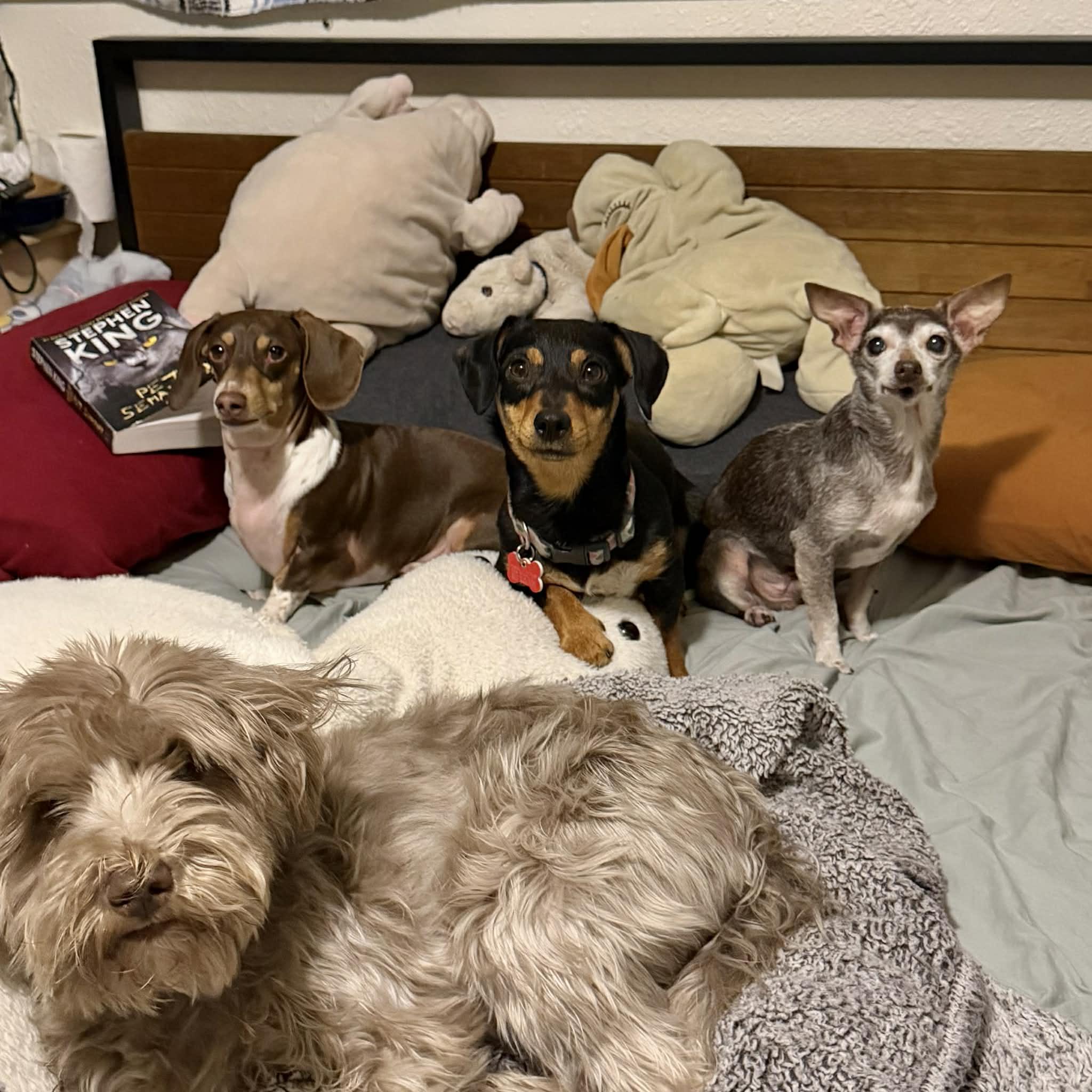 Enlarge Ruby, a ADOPTABLE mixed breed in Boulder, CO image 5/6