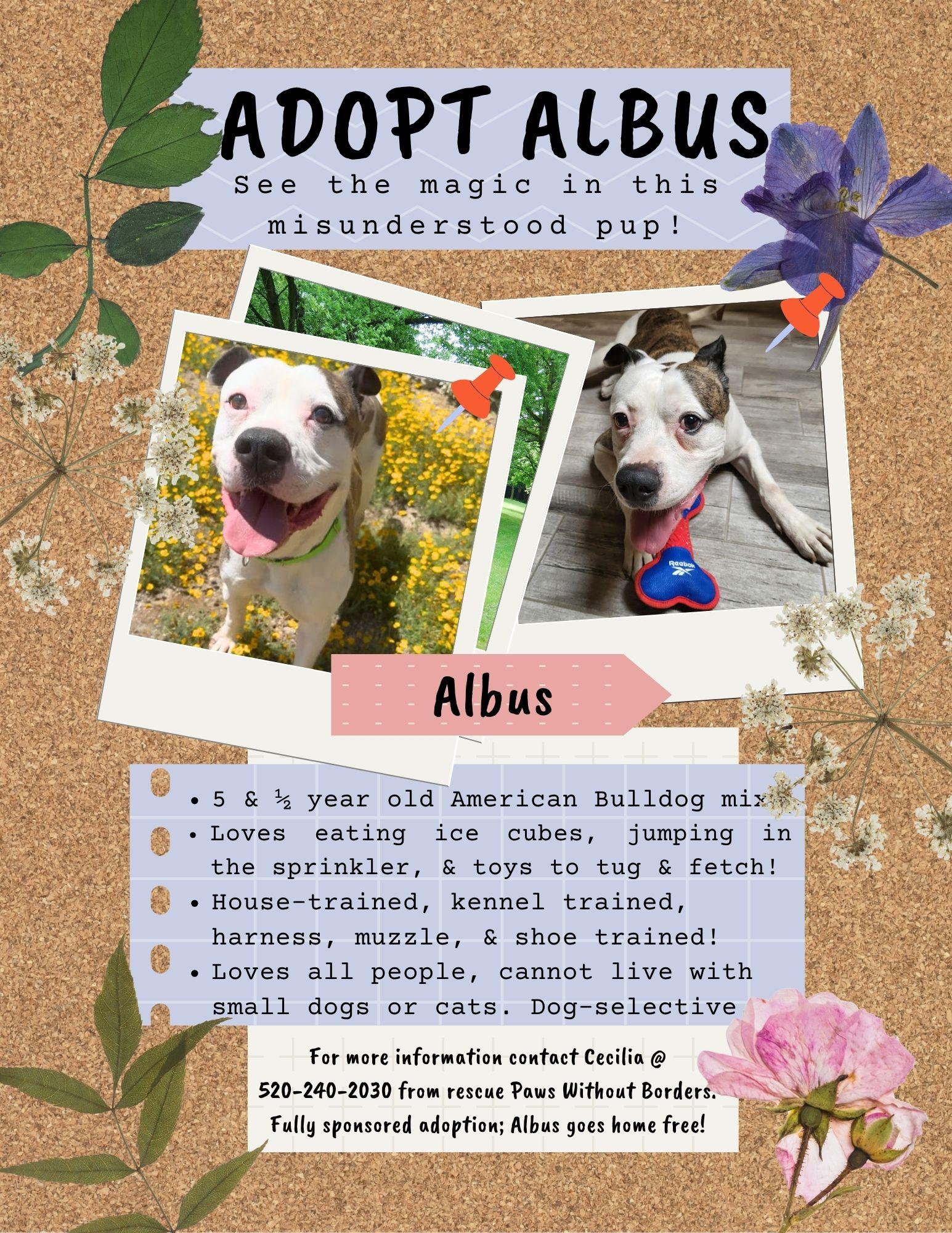 COURTESY POST Albus, Adoptable, Adult Male American Bulldog.