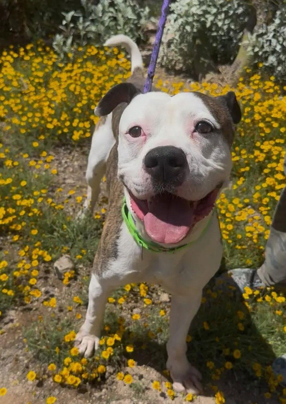 Enlarge COURTESY POST Albus, a Adoptable American Bulldog in Tucson, AZ image 2/3