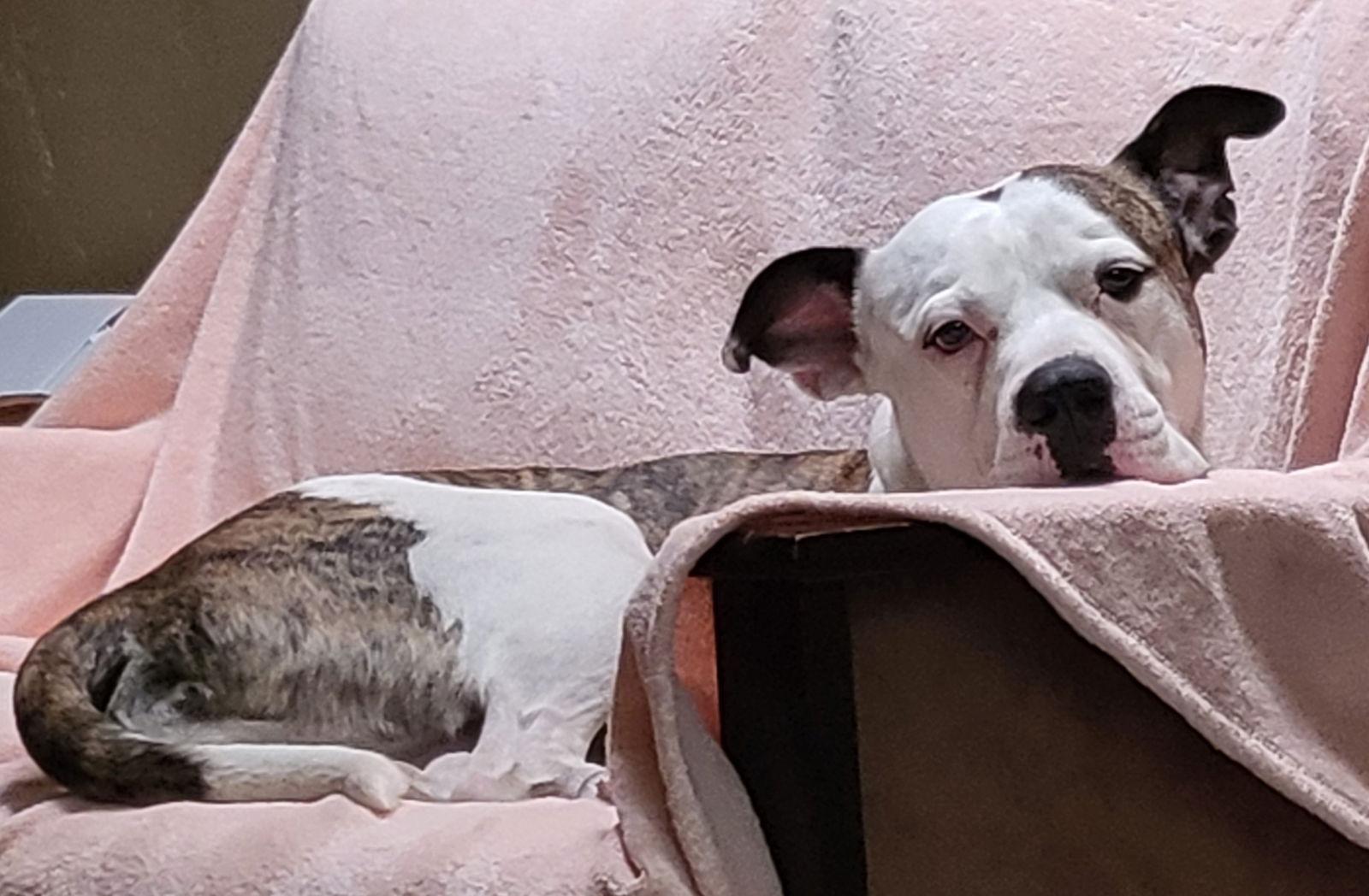 Enlarge COURTESY POST Albus, a Adoptable American Bulldog in Tucson, AZ image 3/3