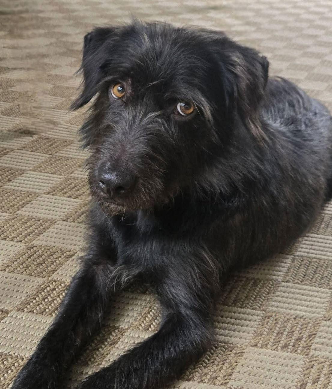 Adam Wiggleton, Adoptable, Adult Male Poodle & Terrier.