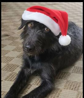 Enlarge Adam Wiggleton, a Adoptable mixed breed in Berwick, PA image 2/3