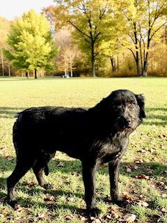 Adam Wiggleton, a Adoptable mixed breed in Berwick, PA image 2/3