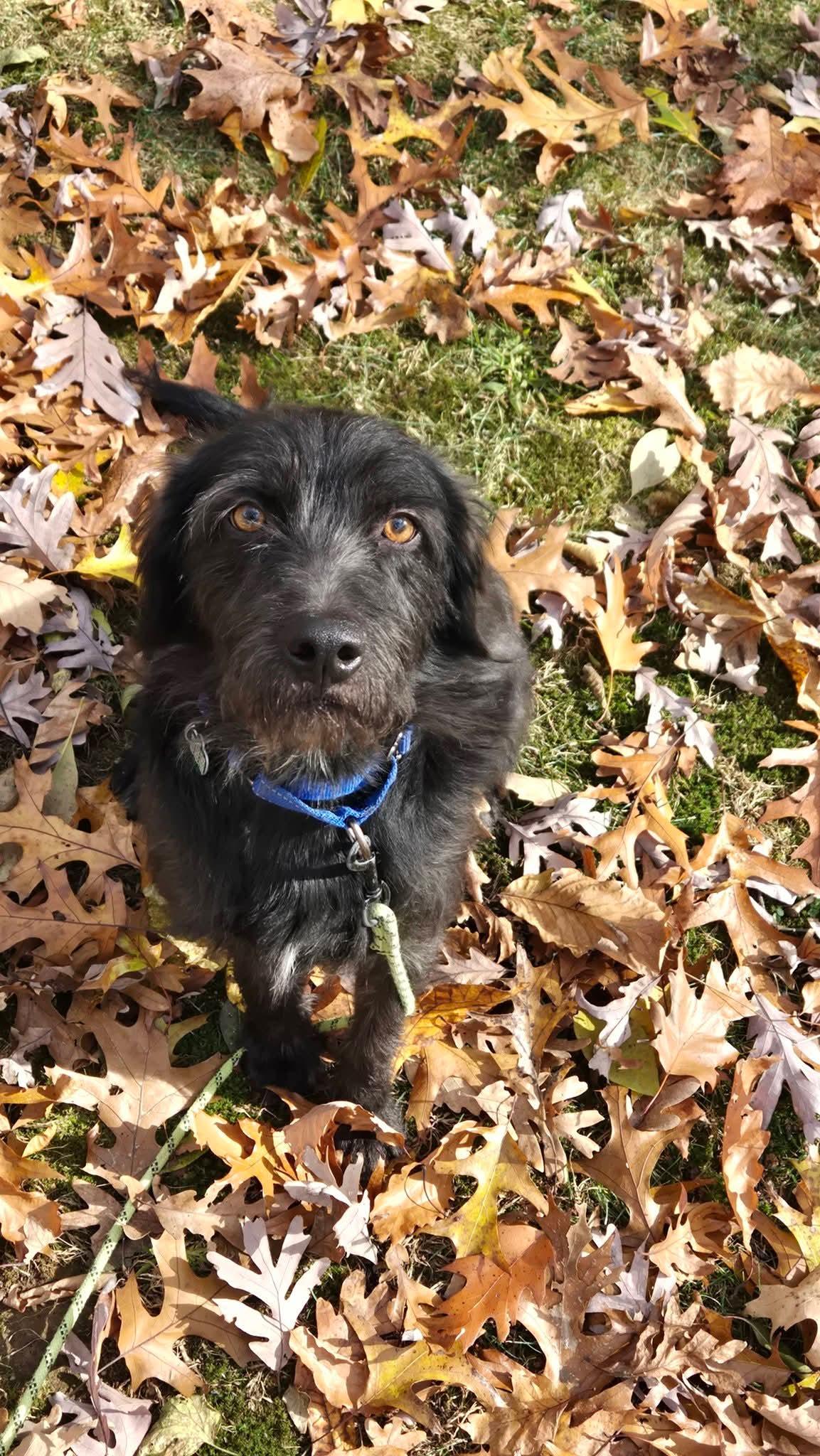 Adam Wiggleton, a Adoptable mixed breed in Berwick, PA image 3/3