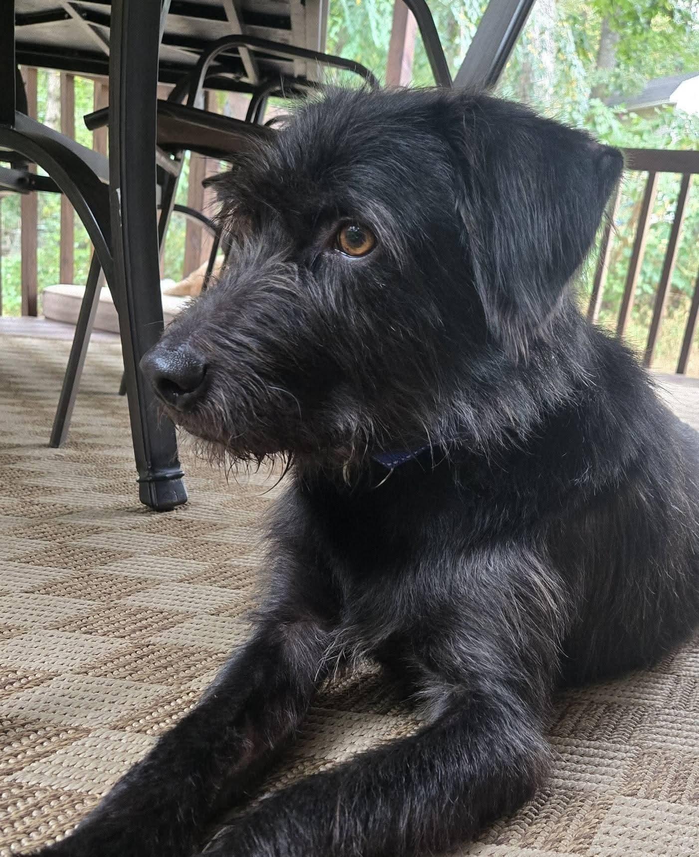 Adam Wiggleton, a Adoptable mixed breed in Berwick, PA image 2/3