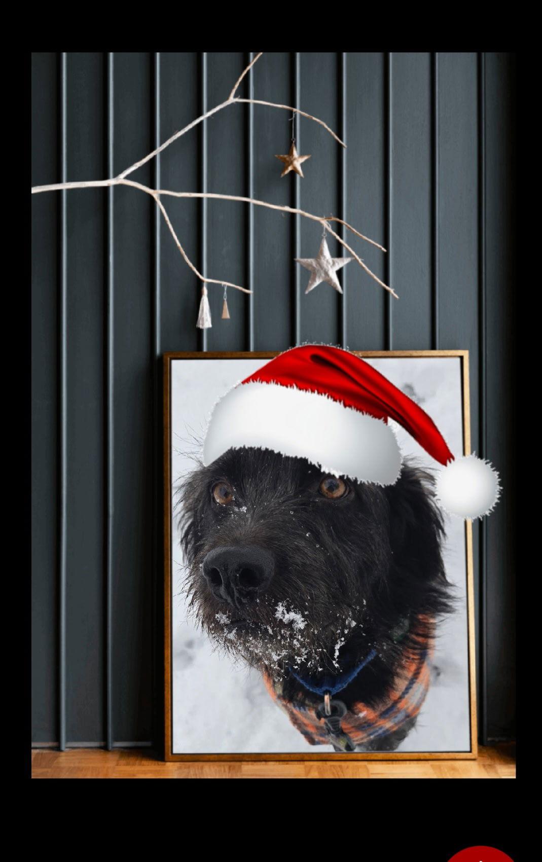 Enlarge Adam Wiggleton, a Adoptable mixed breed in Berwick, PA image 3/3