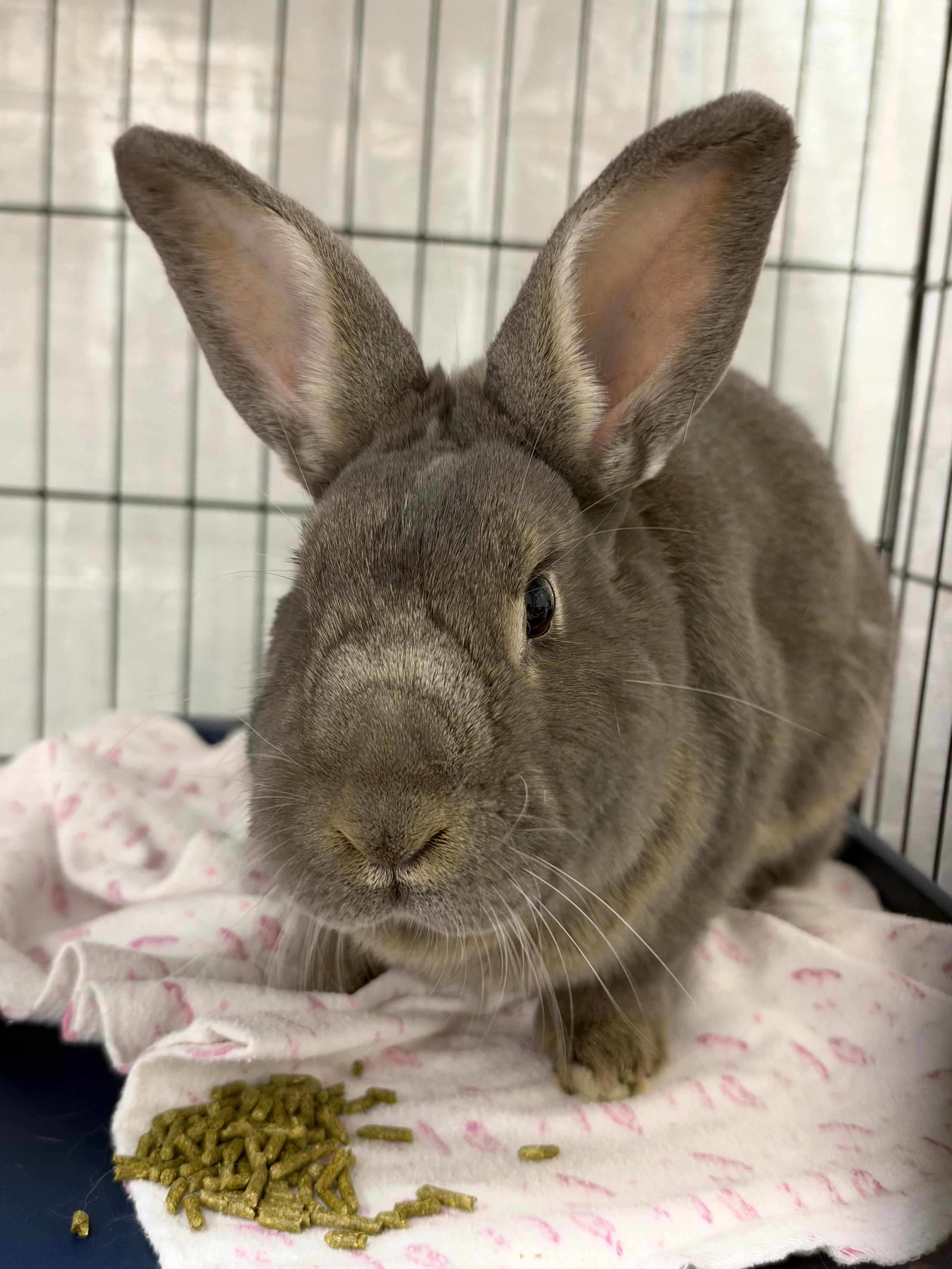 Enlarge Flopsy, a Adoptable mixed breed in Ferndale, WA image 3/5