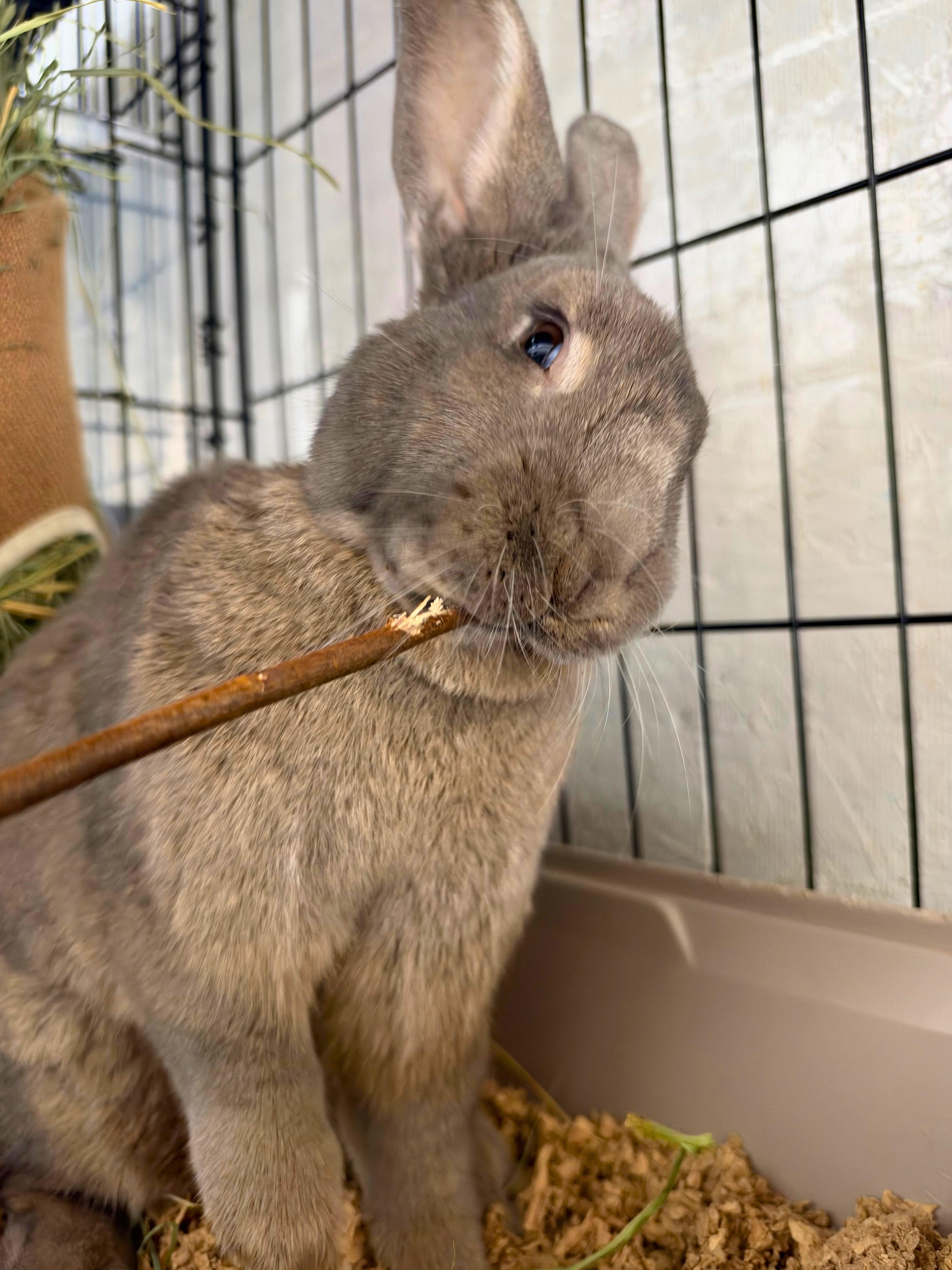 Enlarge Flopsy, a Adoptable mixed breed in Ferndale, WA image 2/5