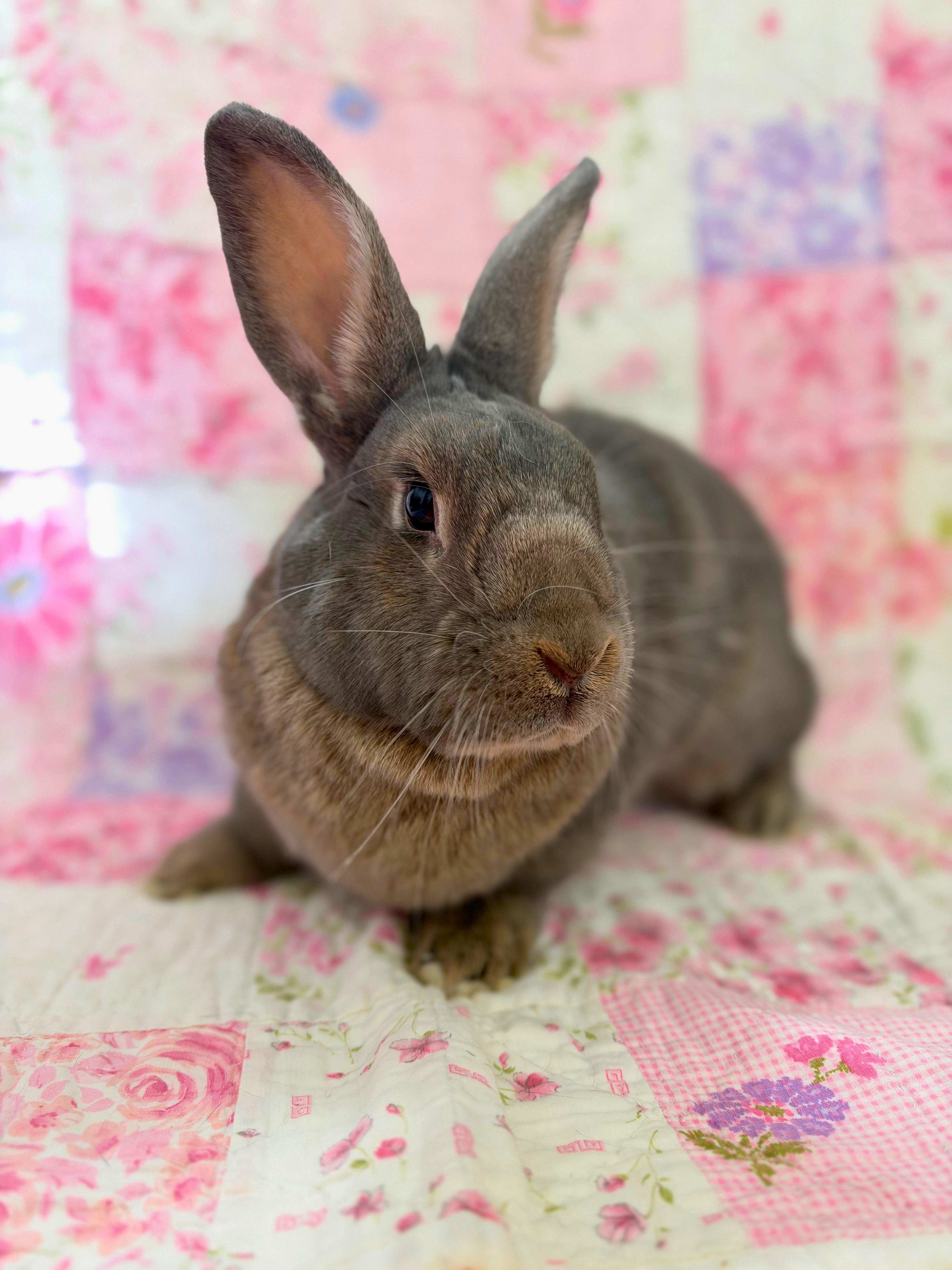 Flopsy, Adoptable, Adult Female American.