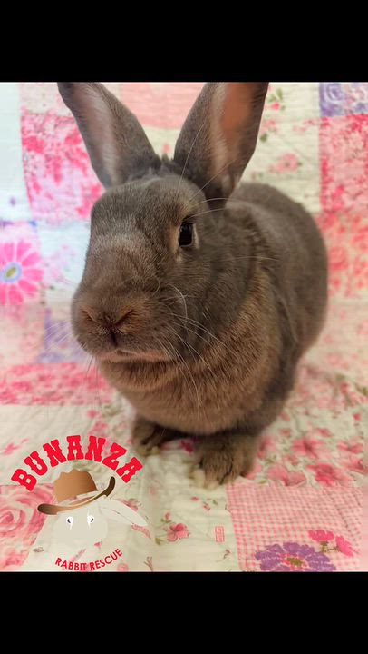 Enlarge Flopsy, a Adoptable mixed breed in Ferndale, WA video 5/5
