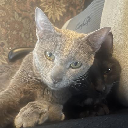 Champa, Adoptable, Adult Male Domestic Short Hair.