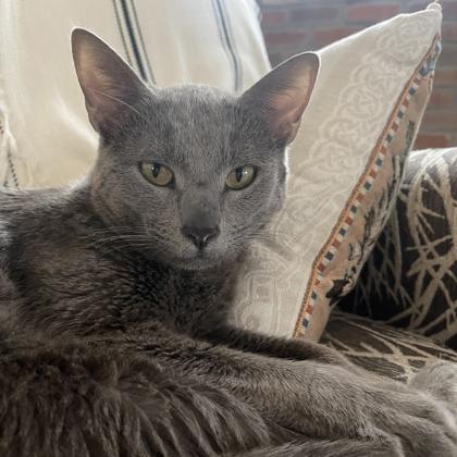 Champa, a Adoptable mixed breed in Atlanta, GA image 4/4