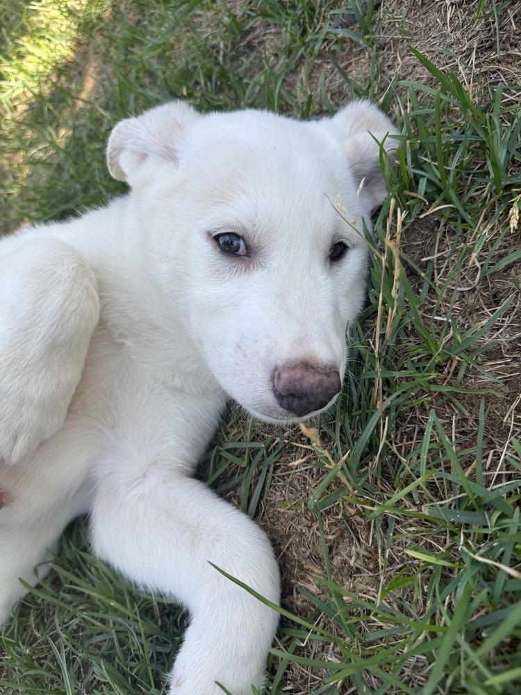 Deslauriers / Junior, Adoptable, Puppy Male Labrador Retriever & Mixed Breed.