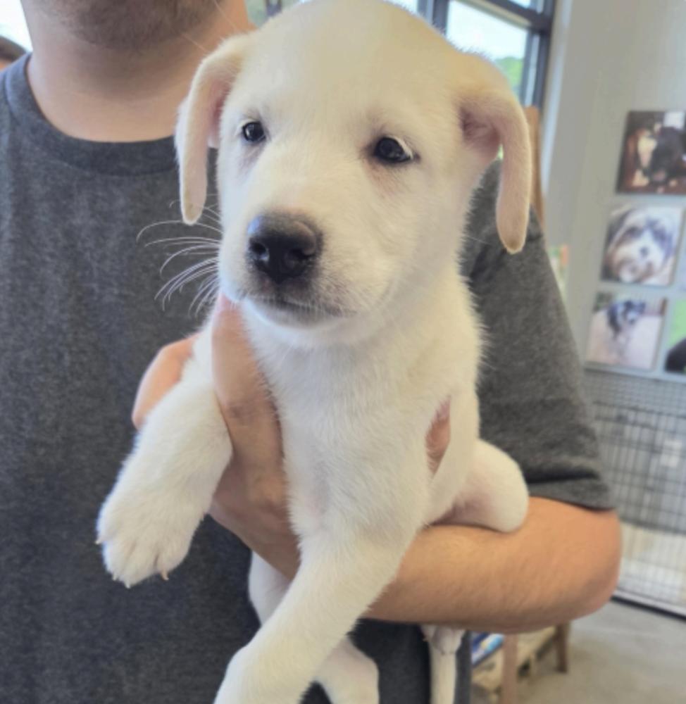 Enlarge Deslauriers / Junior, a Adoptable mixed breed in Broomfield, CO image 2/4
