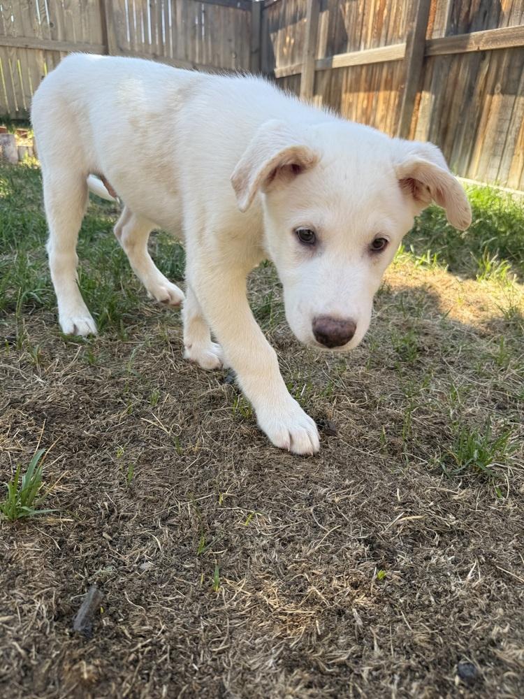 Enlarge Deslauriers / Junior, a Adoptable mixed breed in Broomfield, CO image 4/4