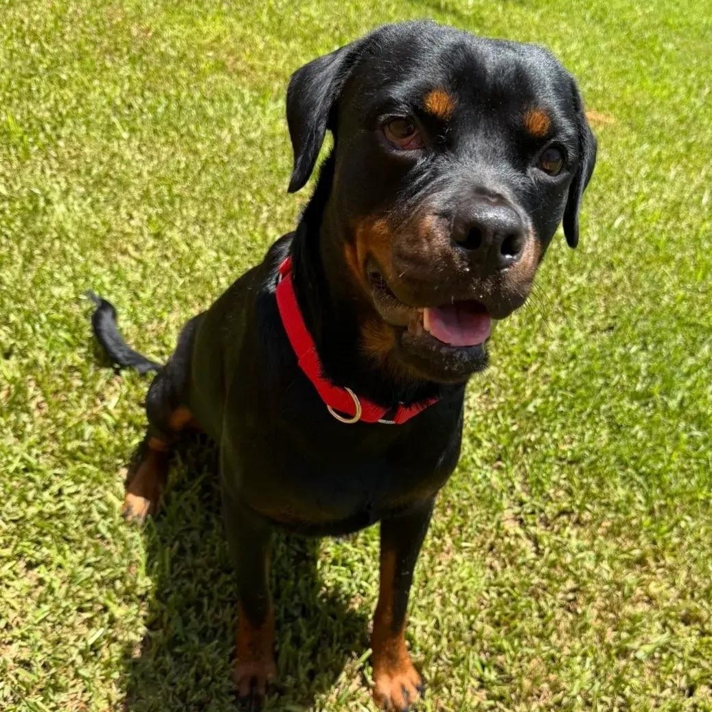 Enlarge Cleo, an adopted Rottweiler in Polk, OH image 1/6