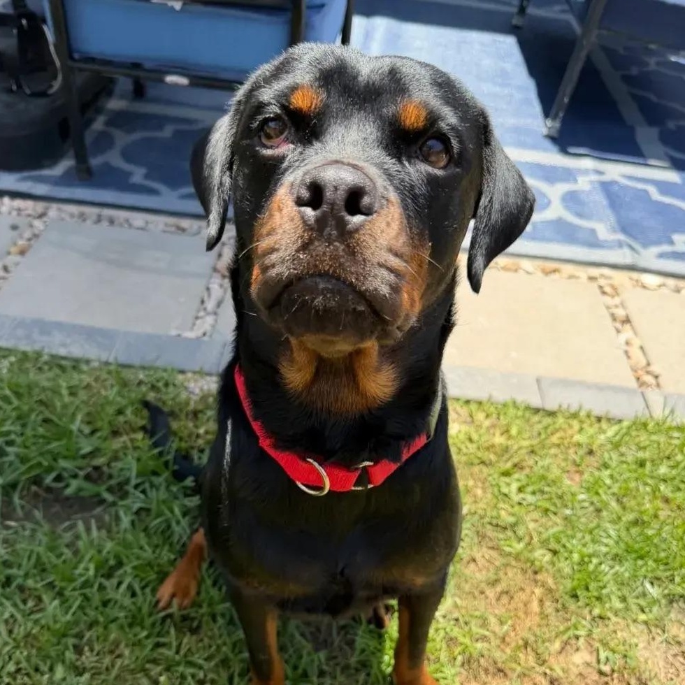 Enlarge Cleo, an adopted Rottweiler in Polk, OH image 6/6