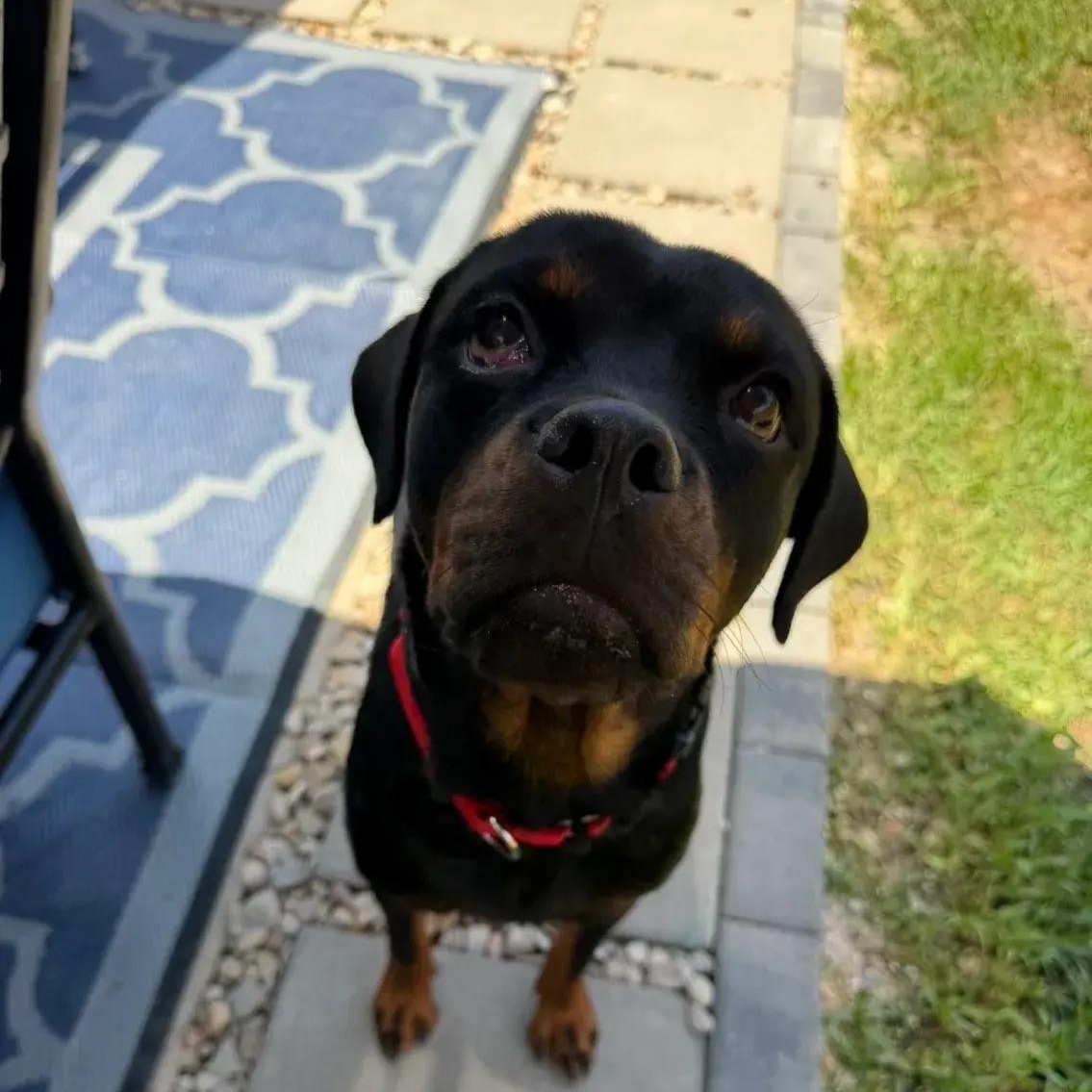 Enlarge Cleo, an adopted Rottweiler in Polk, OH image 5/6