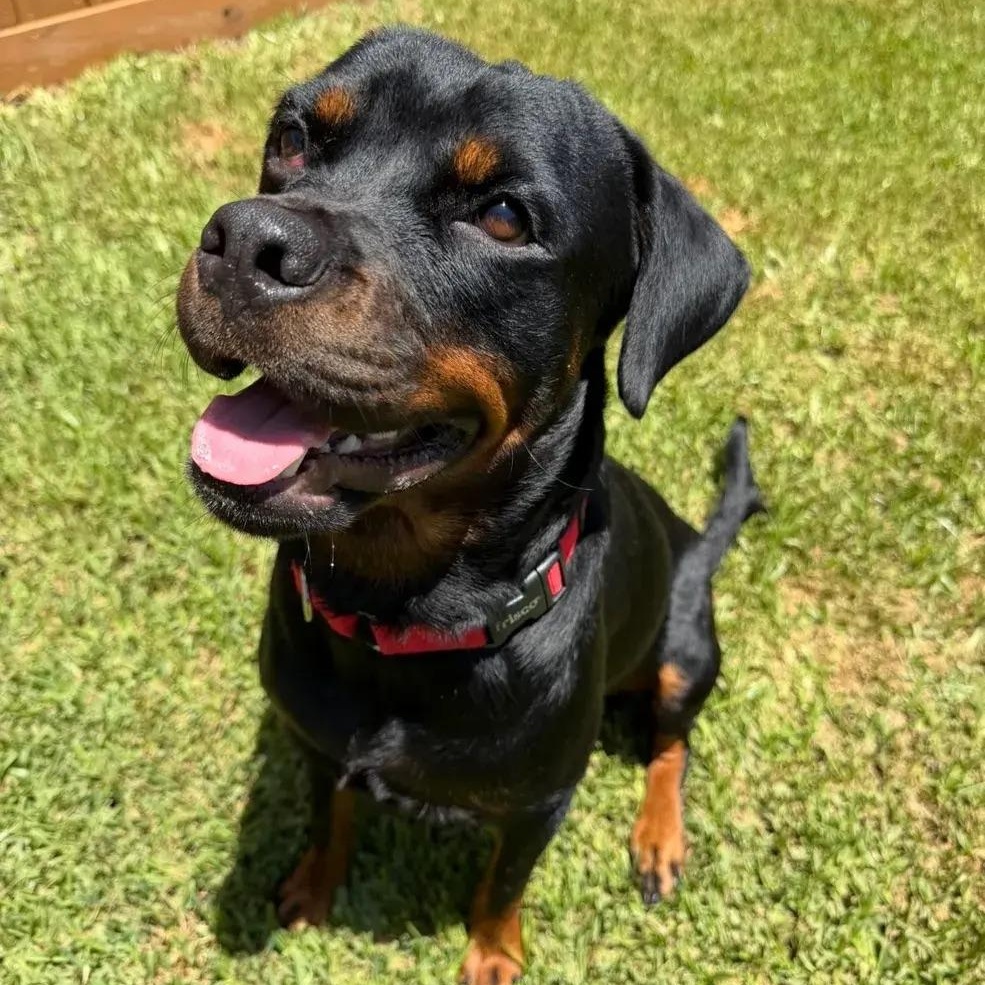 Enlarge Cleo, an adopted Rottweiler in Polk, OH image 2/6
