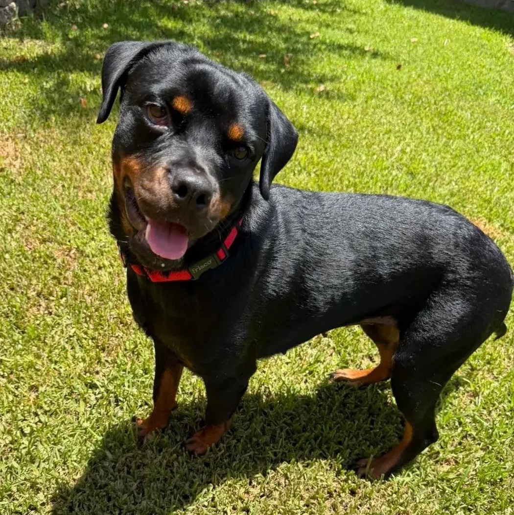 Enlarge Cleo, an adopted Rottweiler in Polk, OH image 4/6