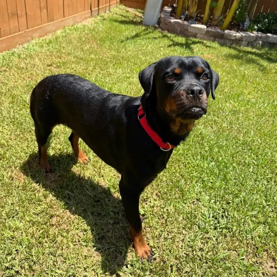 Enlarge Cleo, an adopted Rottweiler in Polk, OH image 3/6